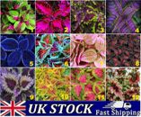 Semillas de plantas de casa Coleus raras exóticas arco iris selección de colores mixtos - Reino Unido