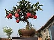 Nooelec Seeds India E Garden Apple Dwarf Fruit Tree 10 Seeds Eco Pack
