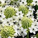 1 x Ivory Coast Lily Bulbs- Star Shaped White Blooms in Clusters- Known as Wonder Flower Create A Lovely Looking Garden This Summer
