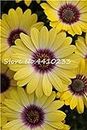 65 Pcs Seeds Daisy Ground-Cover Chrysanthemum Perennial Beauty Daisy Flower Home Garden Seeds Easy To Grow : F