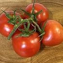 Tomato Seeds Ailsa Craig – 40 Fresh Tomato Seeds – Plant and Grow Your Own Vegetables Ideal for Greenhouse, Garden, Polytunnel, Growbags, Large Pots or Containers - Packed in The UK by Meldon Seeds
