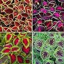 150 Rainbow Mix Seeds for Planting - Beautiful Plant in Your Home Garden - Indoors or Outdoors - Attractive and Colorful