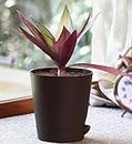 Green Steps® Roheo Red Natural Live Plant with Self Watering Pot