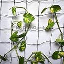 MyOwnGarden® Plant Climber Net 3x6 feet Plant Supporting Net Creeper Net for Plant Agriculture and Gardening Pack of 1