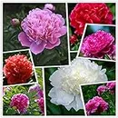 Cotton Candy Peony Mix （50+） Seeds Flowers Pack Easy Grow Planting for Outdoor Pink red White