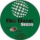 Pack x3 Big Bank Seeds Super Haze Fem. Outdoor and Indoor. Gift Manual.