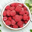 200 pcs Raspberry Seeds for Garden Farm Planting Fruit Trees Rubus idaeus Decorated Garden Balcony Have A Unique Aroma Exotic Fruit Loved by Family Exotic Seeds, Plants Suitable for