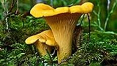 Seeds Chanterelle Mushroom Mycelium Spawn Dried Spores Ukraine for Planting