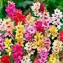 25 x Ixia Hybrids Mixed – Star-Like Wand Flowers – Colourful Blooms – Summer Flowering Bulbs – Perennials – for Your Beautiful Garden