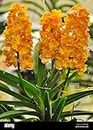 Vanda Orchid Live Plant Orange