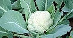 New Patna Nursery Cauliflower Haibrid Live Plant
