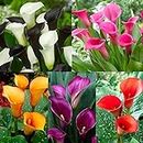Radha Krishna Agriculture Imported Rare Variety Mixed Colours Calla Lily Flower Bulbs Easy Growing For All Season Planting in Home And Garden Bucket Pack Of 5 Flower Bulbs