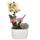 Mother’s Day Flower Planter S5069 with Yellow Orchid, Green Succulent, and Mom Pick in White Ceramic Pottery, Live Indoor Plant Decoration, Fresh Flowers, 4” Diameter, 9” Tall, Pink
