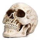 Readaeer- Statua di Teschio in Resina a Grandezza Naturale - Replica Cranio Umano con Dettagli Esclusivi - Perfetto come Arredo Horror per la Casa