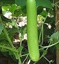 Artifii Bottle Gourd Long Seed,Loki beej for Great gardening gift Home/ Terrace gardening Plantation - Pack of 30