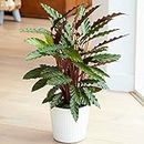 Lovely 30-40cm Potted Calathea Elgergrass Air Purifying Indoor Houseplants