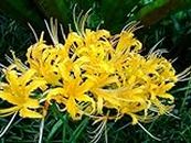 Lycoris Radiata Spider Lily Large Bulbs, Lily - Bonsai Bulbs Flower,Garden Flower Plants (5 Bulbs,Yellow)