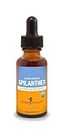 Herb Pharm Certified Organic Spilanthes Liquid Extract for Cleansing and Detoxification - 1 Ounce