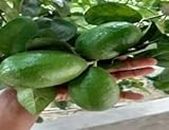 "ORIJINAL DESI GANDHARAJ" Lemon,Nimbu,Lebu Air Layerig Grafted 1 Healthy Plant Garden PlantLive Plant for Home Garden Pack Of 1