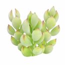Cotyledon Pendens | Succulents Gift Guide & Care | Home Decoration