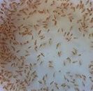 Freshwater Water Daphnia (100+)-Ships Next Day*Please See Our Shipping Policy -Great Feeder for Axolots and All Kinds of Aquatic Life