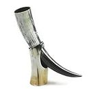 Medium Drinking Horn with Horn Stand - Polished - Viking Drinking Horn Beer Cup Mug - 13 to 16 Inches in Length Perfect for Reenactment …