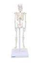 Labzio - Micro skeleton model, 21cm height,anatomical learning Human skeleton for students- easy to carry