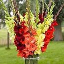 Flower Bulbs Gladiolus/Sword Lilly Multi Colours Flower Bulbs for Plant Pack of 2