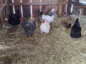 12+ Fertile Barnyard Mix Rainbow Assortment Chicken Hatching Eggs Bantam Cross