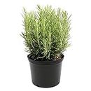 Kalfo live Rosemary Plant Herbs and medicine Plant for Home and Garden Organic Plant for Foods & Hair Herb Plant with Black Pot
