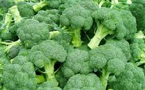 Broccoli Hybrid Super Majestic Green Calaberese Seeds For Home Kitchen Gardening