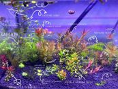 10 clippings from 10 different Aquarium plants Variety Pack Low Tech