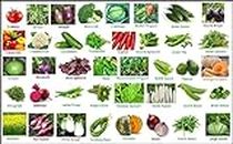 Green Land Combo 40 Variety Vegetable Seeds Pack Best Collection For Garden And Home Garden 2060+ Seeds Seed with Free Digital Instructions Mannual