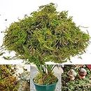 Gukasxi Muschio artificiale per piante in vaso, 150 g, sfagno naturale, decorazione naturale, per terrari, terreno per orchidee, medio (4 litri)
