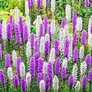 Mixed Liatris Blazing Star Bulbs - Purple and White Mixed Flowers - (10 Bulbs)