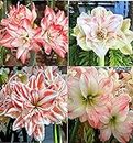 LIVE GREEN Flower Bulbs | Amaryllis Lily Double Petal Flower Bulbs For Home Gardening (30 Bulbs Pack), multicolor (LG-SMFD-FL814)