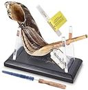 Authentic Ram Horn Shofar 12"-14" From Israel Includes Wood Stand