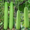 Go Garden bottle gourd seeds Loki Vegetable Seeds (Pack of 10g, 80+ Seeds) Seeds to grow all seasons in Your Home & kitchen garden