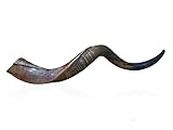 The J&C Gifts Natural Kosher Kudu Horn Shofar From Israel Half Polished Sterile Clean New Perfect Sound Yemenite Shofar Made in Israel (16-20)