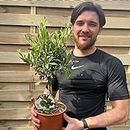 One Hardy Potted Olive Trees | Height 50-60cm | Evergreen Patio Tree
