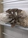 King Oyster Mushroom Spawn/Seed 60g Filter Patch Heat Seal Bag (Pleurotus eryngii) Foragers Table