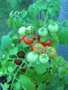 Lapochka Tomato : 20 Seeds : Small Plant for Container Garden