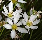 15,Zephyranthes Candida Bulbs, Fairy Lily,White Rain Lily Bulbs,
