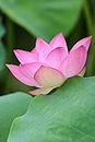 Ohhsome White Colors For Home Garden Flower Aquatic Plants Aquarium Live Lotus Plant (Healthy Plant)