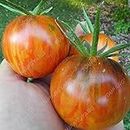 SwansGreen Plum : 100pcs/bag Rare Seeds Tomato Pertsevidnyy Rozovyy - Red Pepper Organic Heirloom Variety Vegetable Seeds For Home Garden Planting Plum