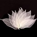 Beautiful and White Real Dried Pressed Skeleton Leaves Natural Magnolia Leaf Large for Scrapooking Arts Crafts DIY Embellishments (50Pcs)