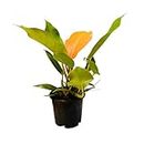 Hug A Plant | Philodendron "Prince Of Orange" - Live Plant in 5Inch Pot (Home & Graden)