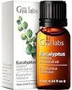 Gya Labs Organic Eucalyptus Essential Oil for Diffuser - 100% Pure Therapeutic Grade Eucalyptus Oil Essential Oil - Eucalyptus Essential Oil Organic for Skin Humidifier, Sinus & Hair (10ml)