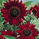 Red Sunflower Seeds UK 80 Helianthus Packet Flower Seeds by Pretty Wild Seeds