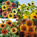 Sunflowers LANDSCAPER'S PACK Bulk Tall Branching Sunflowers Viable USA 250 Seeds